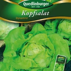 Kopfsalat Dynamite | Kopfsalatsamen Von Quedlinburger