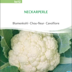 Blumenkohl Neckarperle | BIO Blumenkohlsamen Von Sativa Rheinau