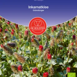 Inkarnatklee Gründünger | BIO Gründünger Von De Bolster