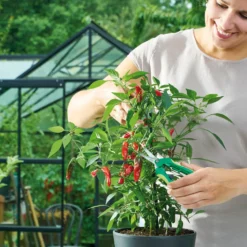 Ernteschere "Curved" | Gartenscheren Von Romberg