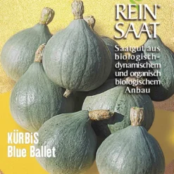 Kürbis Blue Ballet | BIO Kürbissamen Von Reinsaat