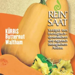 Kürbis Butternut Waltham | BIO Butternutkürbissamen Von Reinsaat