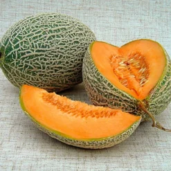 Zuckermelone Hale's Best Jumbo | BIO Zuckermelonensamen Von Reinsaat