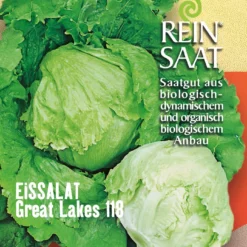 Eissalat Great Lakes | BIO Eissalatsamen Von Reinsaat