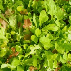 Salatmischung Misticanza | BIO Salatsamen Von Reinsaat