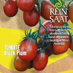 Cocktailtomate Black Plum | BIO Kirschtomatensamen Von Reinsaat