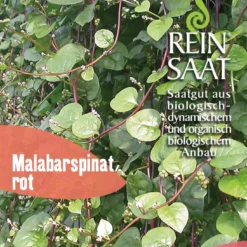 Malabarspinat | BIO Spinatsamen Von Reinsaat