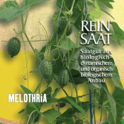 Melothria | BIO Gurkensamen Von Reinsaat