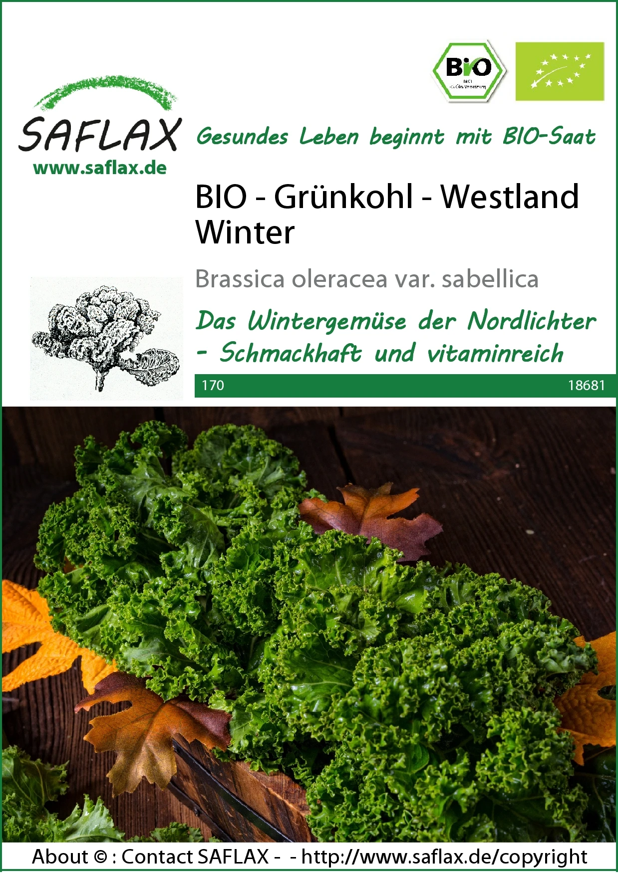 Grünkohl Westland Winter | BIO Grünkohlsamen Von Saflax 2 Grünkohl Westland Winter | BIO Grünkohlsamen Von Saflax – Bild 2