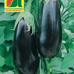 Aubergine Teti F1 | Auberginensamen Von Austrosaat