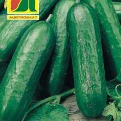 Minigurke Picolino F1 | Minigurkensamen Von Austrosaat