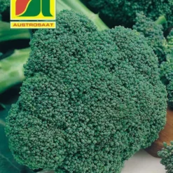 Brokkoli Marathon F1 | Brokkolisamen Von Austrosaat