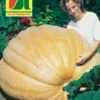 Riesenkürbis Atlantic Giant | Riesenkürbissamen Von Austrosaat