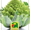Karfiol White Gold F1 (Romanesco) | Romanescosamen Von Austrosaat