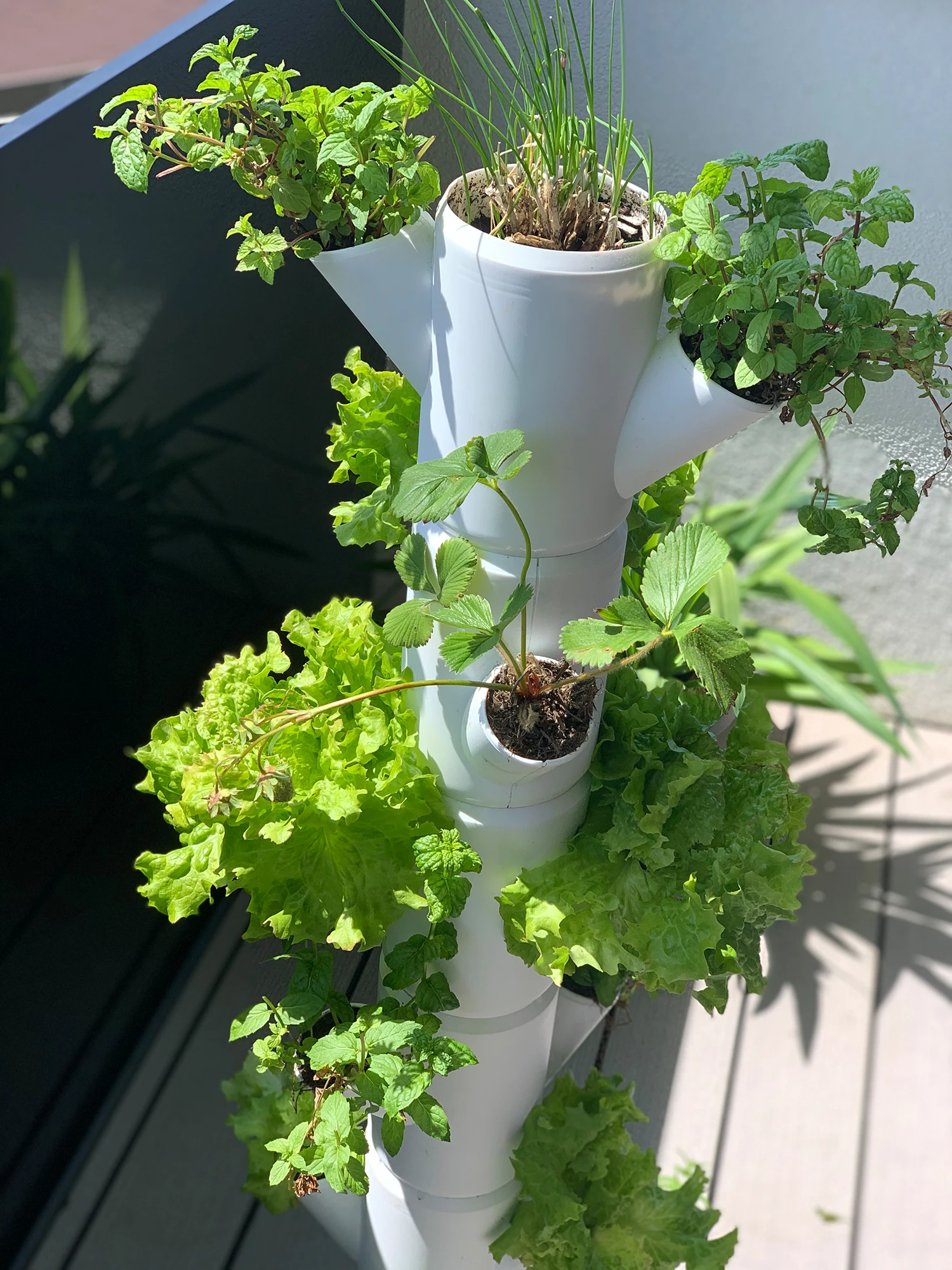 Sissi Strawberry Erdbeerturm Hanging Anthrazit (4 Etagen) | Erdbeertürme Von Gusta Garden 1 Sissi Strawberry Erdbeerturm Hanging Anthrazit (4 Etagen) | Erdbeertürme Von Gusta Garden