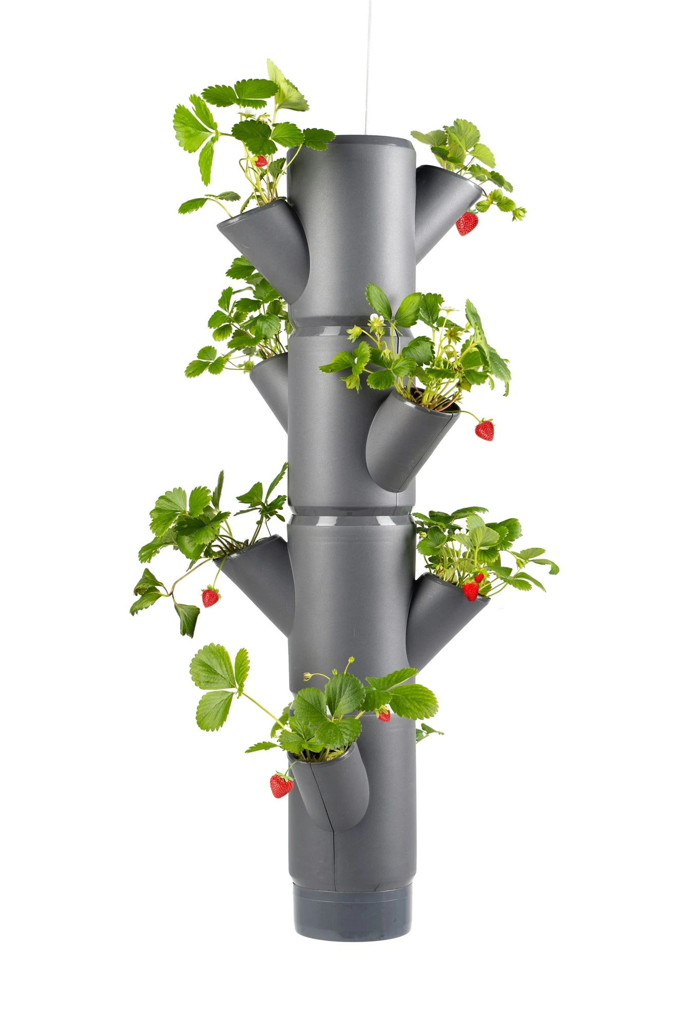 Sissi Strawberry Erdbeerturm Hanging Anthrazit (4 Etagen) | Erdbeertürme Von Gusta Garden 5 Sissi Strawberry Erdbeerturm Hanging Anthrazit (4 Etagen) | Erdbeertürme Von Gusta Garden – Bild 5