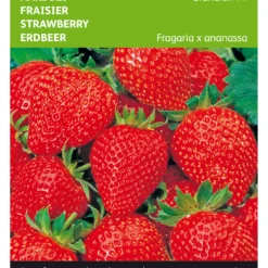 Erdbeeren Grandian F1 | Erdbeersamen Von Buzzy Seeds