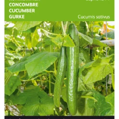 Gurke Euphoria F1 | Gurkensamen Von Buzzy Seeds [MHD 07/2024]