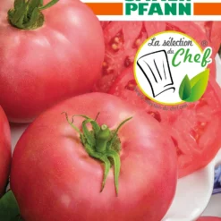 Tomate Rose Crush F1 | Tomatensamen Von Samen Pfann