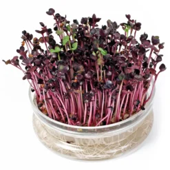 Keimschale | Anzuchtschalen Von FLORTUS -Baum Freude Verkäufe 547670 FLORTUS Keimschale 2000 0406 1