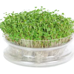 Keimschale | Anzuchtschalen Von FLORTUS -Baum Freude Verkäufe 547670 FLORTUS Keimschale 2000 0406 2