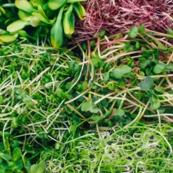 Keimschale | Anzuchtschalen Von FLORTUS