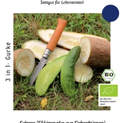 Gurke Sikkimgurke Aus Siebenbürgen | BIO Salatgurkensamen Von Culinaris