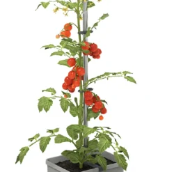 Tom Tomato Tomatentopf Hellgrau | Tomatentöpfe Von Gusta Garden -Baum Freude Verkäufe 547957 Tom Tomato Hellgrau