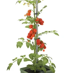 Tom Tomato Tomatentopf Dunkelgrün | Tomatentöpfe Von Gusta Garden -Baum Freude Verkäufe 547958 Tom Tomato Dunkelgruen