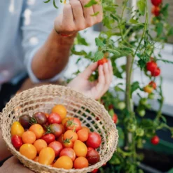 Tom Tomato Tomatentopf Dunkelgrün | Tomatentöpfe Von Gusta Garden -Baum Freude Verkäufe 547958 Tom Tomato Dunkelgruen 5