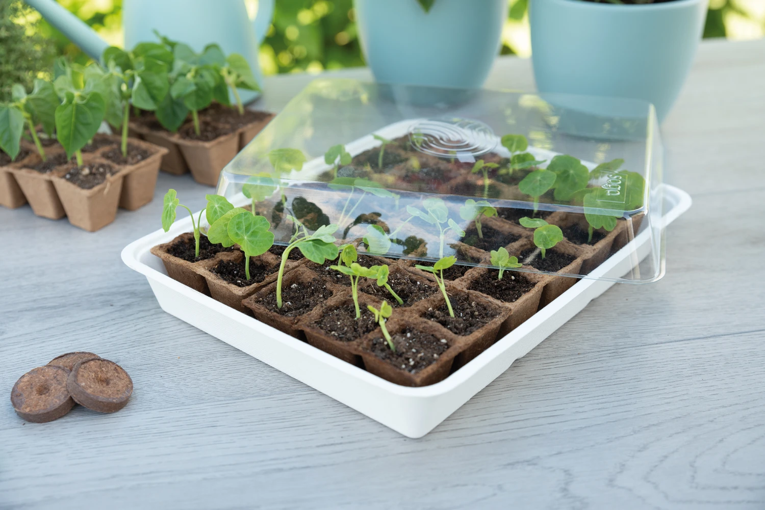 Eco Propagator (30 Töpfe) | Anzuchtschalen Von Sogo 4 Eco Propagator (30 Töpfe) | Anzuchtschalen Von Sogo – Bild 4