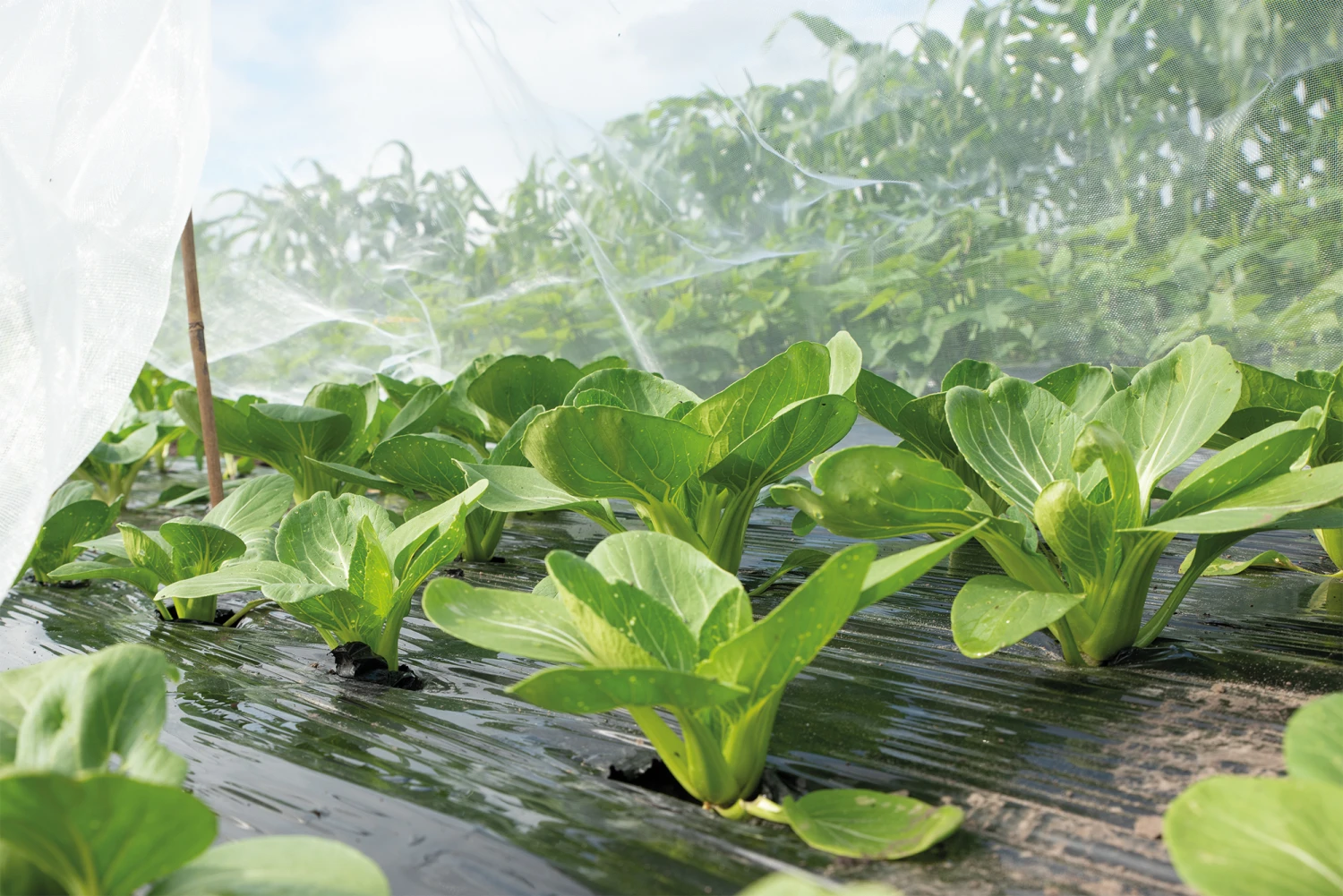 Insektennetz | Gartenzubehör Von Sogo 5 Insektennetz | Gartenzubehör Von Sogo – Bild 5