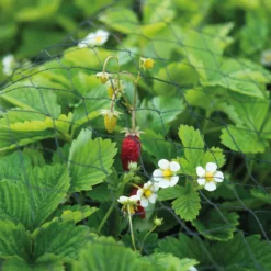 Gartennetz (4 X 5 M) | Gartenzubehör Von Sogo -Baum Freude Verkäufe 548569 Gartennetz 4 x 5 m 887564 sg 2