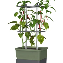 Charly Chili Chilitopf Dunkelgrün | Chilitöpfe Von Gusta Garden -Baum Freude Verkäufe 548627 Charly Chili Chilitopf dunkelgruen 103710 gg 0