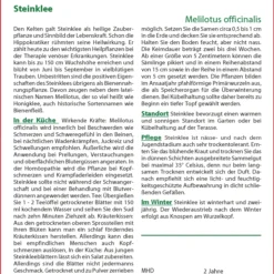 Steinklee | Gründünger Von Saflax