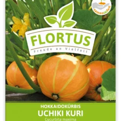 Hokkaidokürbis Uchiki Kuri (100 Stück) | Hokkaidokürbissamen Von FLORTUS