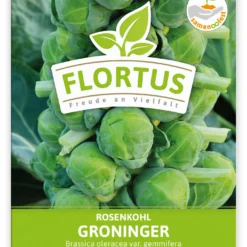 Rosenkohl Groninger (100 Stück) | Rosenkohlsamen Von FLORTUS 5 Rosenkohl Groninger (100 Stück) | Rosenkohlsamen Von FLORTUS -Baum Freude Verkäufe 549860 Rosenkohl Groninger 100 Stueck 2000 0477 100x 1