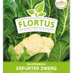 Blumenkohl Erfurter Zwerg (100 Stück) | Blumenkohlsamen Von FLORTUS -Baum Freude Verkäufe 549866 Blumenkohl Erfurter Zwerg 100 Stueck 2000 0483 100x 1