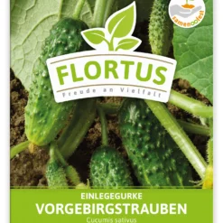 Einlegegurke Vorgebirgstrauben (100 Stück) | Einlegegurkensamen Von FLORTUS