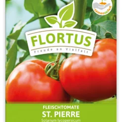 Fleischtomate St. Pierre (100 Stück) | Fleischtomatensamen Von FLORTUS 5 Fleischtomate St. Pierre (100 Stück) | Fleischtomatensamen Von FLORTUS -Baum Freude Verkäufe 549879 Fleischtomate St Pierre 100 Stueck 2000 0496 100x 1