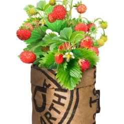 Greensquad Süße Erdbeere | Anzuchtsets Von Baza 10 Greensquad Süße Erdbeere | Anzuchtsets Von Baza -Baum Freude Verkäufe 550257 Greensquad Suesse Erdbeere 18027706 bz 1