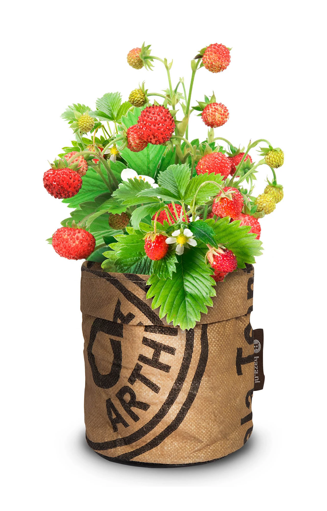 Greensquad Süße Erdbeere | Anzuchtsets Von Baza 4 Greensquad Süße Erdbeere | Anzuchtsets Von Baza – Bild 4