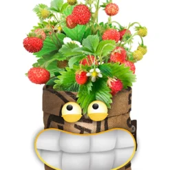 Greensquad Süße Erdbeere | Anzuchtsets Von Baza 9 Greensquad Süße Erdbeere | Anzuchtsets Von Baza -Baum Freude Verkäufe 550257 Greensquad Suesse Erdbeere 18027706 bz 2