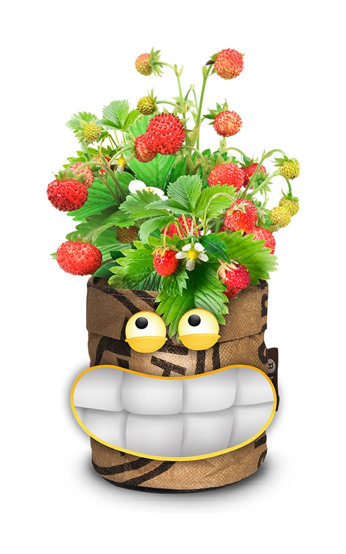 Greensquad Süße Erdbeere | Anzuchtsets Von Baza 3 Greensquad Süße Erdbeere | Anzuchtsets Von Baza – Bild 3