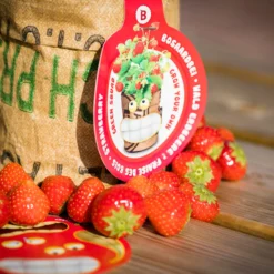 Greensquad Süße Erdbeere | Anzuchtsets Von Baza 12 Greensquad Süße Erdbeere | Anzuchtsets Von Baza -Baum Freude Verkäufe 550257 Greensquad Suesse Erdbeere 18027706 bz 5