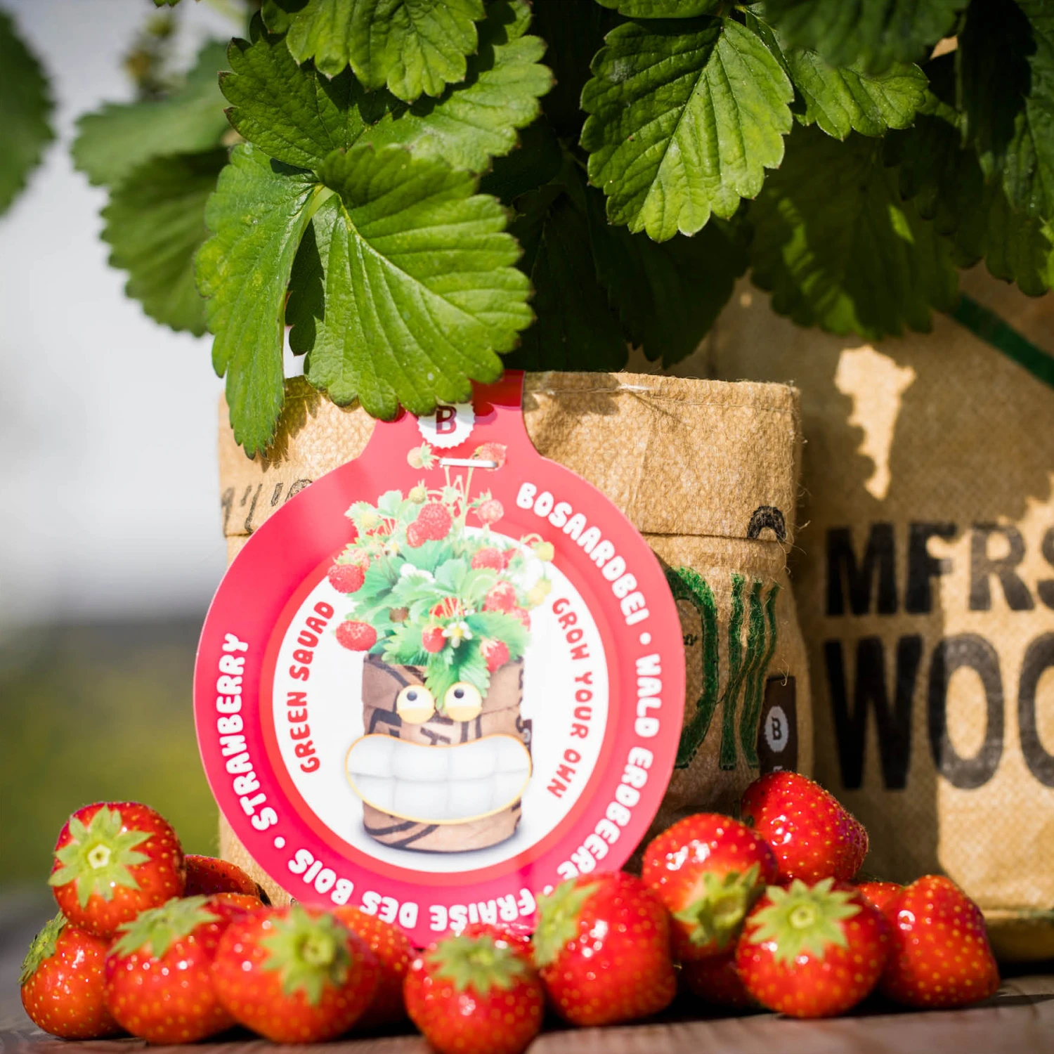 Greensquad Süße Erdbeere | Anzuchtsets Von Baza 1 Greensquad Süße Erdbeere | Anzuchtsets Von Baza