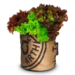 Greensquad Knackiger Salat | Anzuchtsets Von Baza -Baum Freude Verkäufe 550260 Greensquad Knackiger Salat 18027722 bz 1