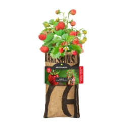 Hängender Garten Erdbeere | Anzuchtsets Von Baza