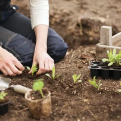Quelltabletten (14 Stück) | Quelltabletten Von Nelson Garden