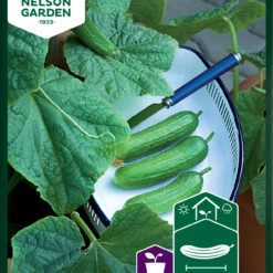 Gurke Baby F1 | Gurkensamen Von Nelson Garden